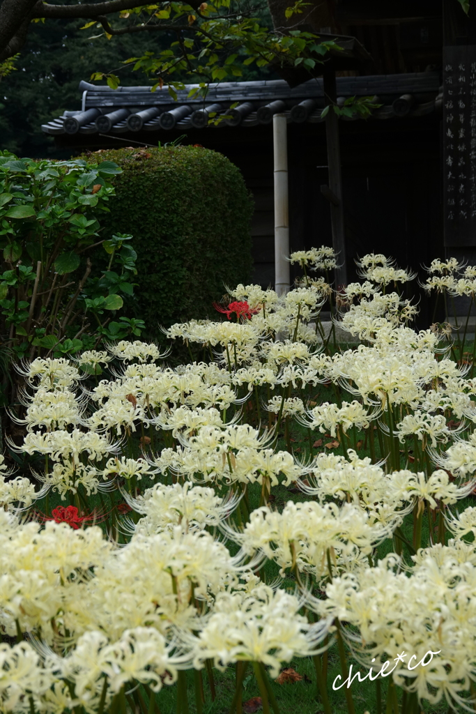 西方寺-177