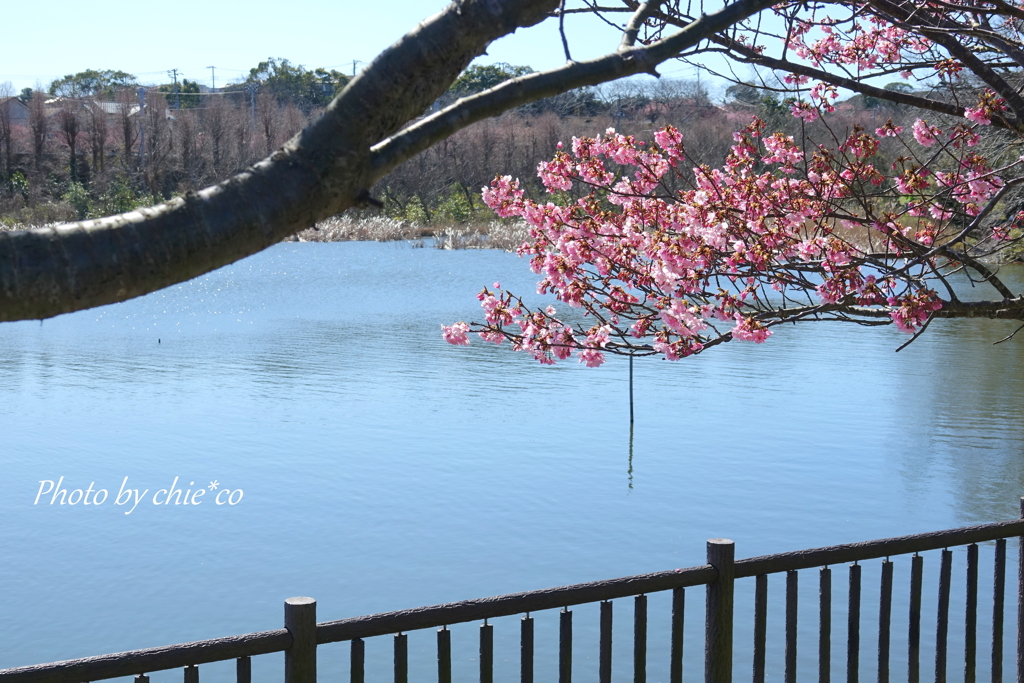 三浦海岸の河津桜-134