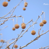 大船フラワーセンター-231