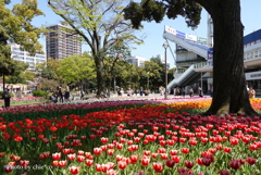 横浜公園-076