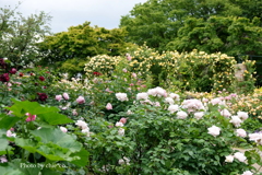港の見える丘公園-083