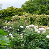 港の見える丘公園-083