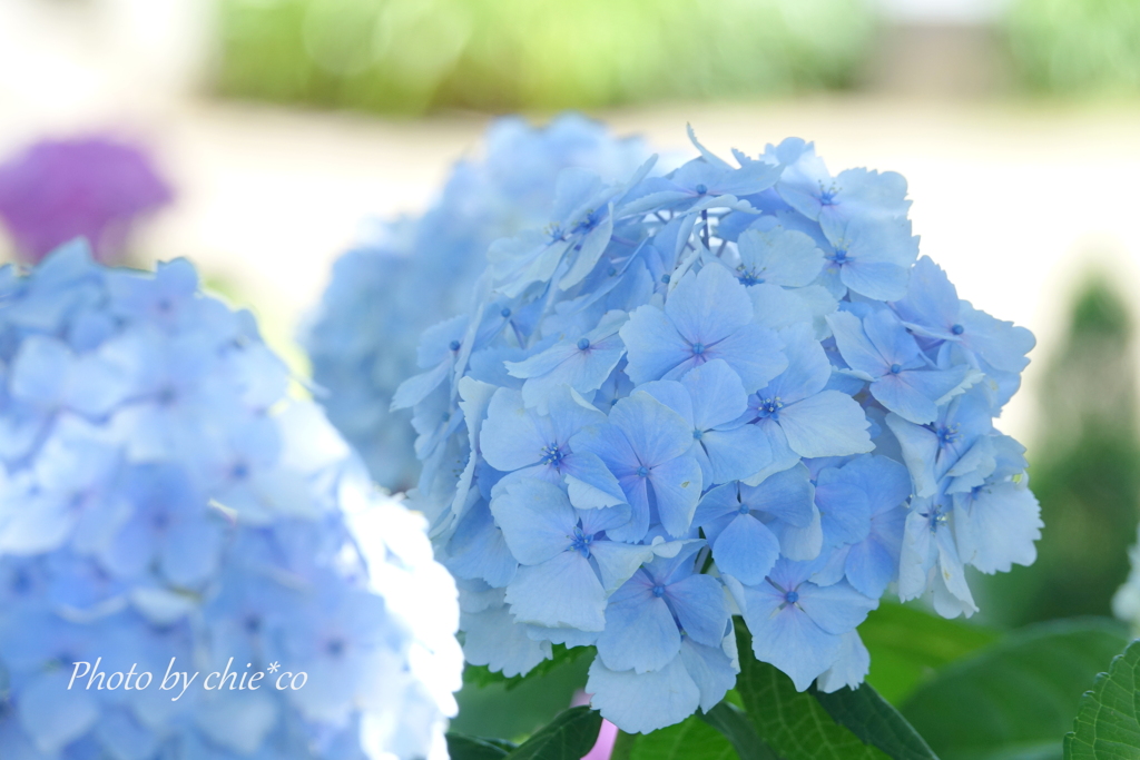 イタリア山庭園-169