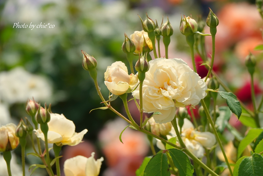 薔薇の咲く山下公園-196