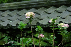 東慶寺-268