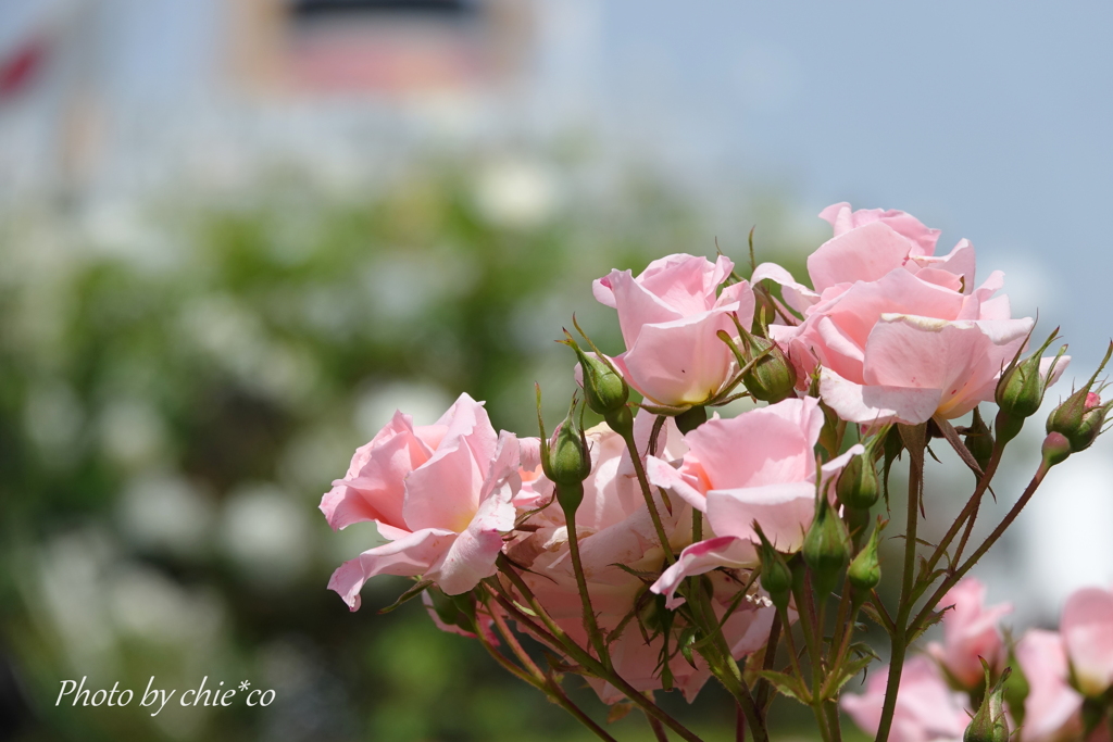 横浜 Rose Week-269