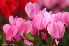 ガーデンシクラメン