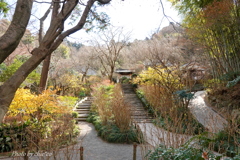 明月院-143
