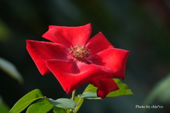 山手イタリア山庭園-003