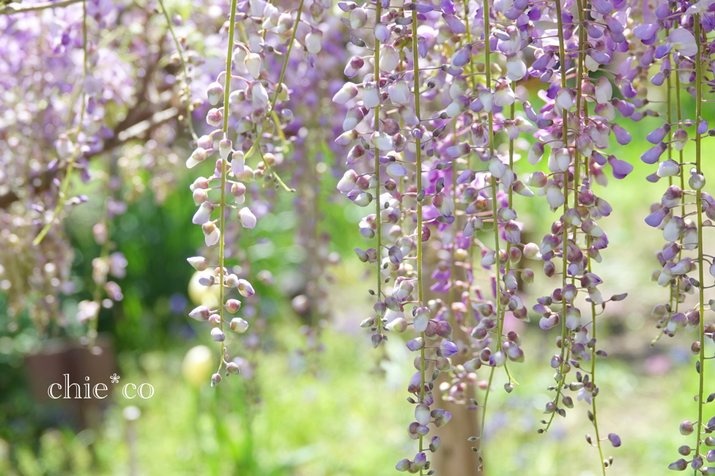 横須賀しょうぶ園-230