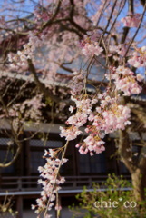 しだれ桜が彩る・・鎌倉本覚寺 3