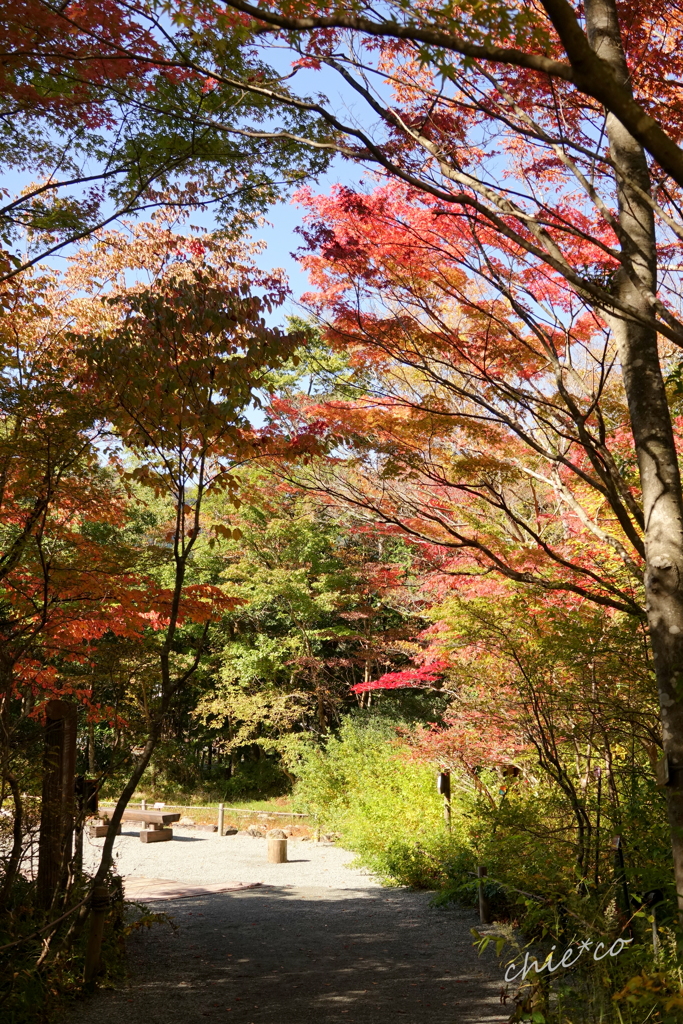 箱根湿生花園-216