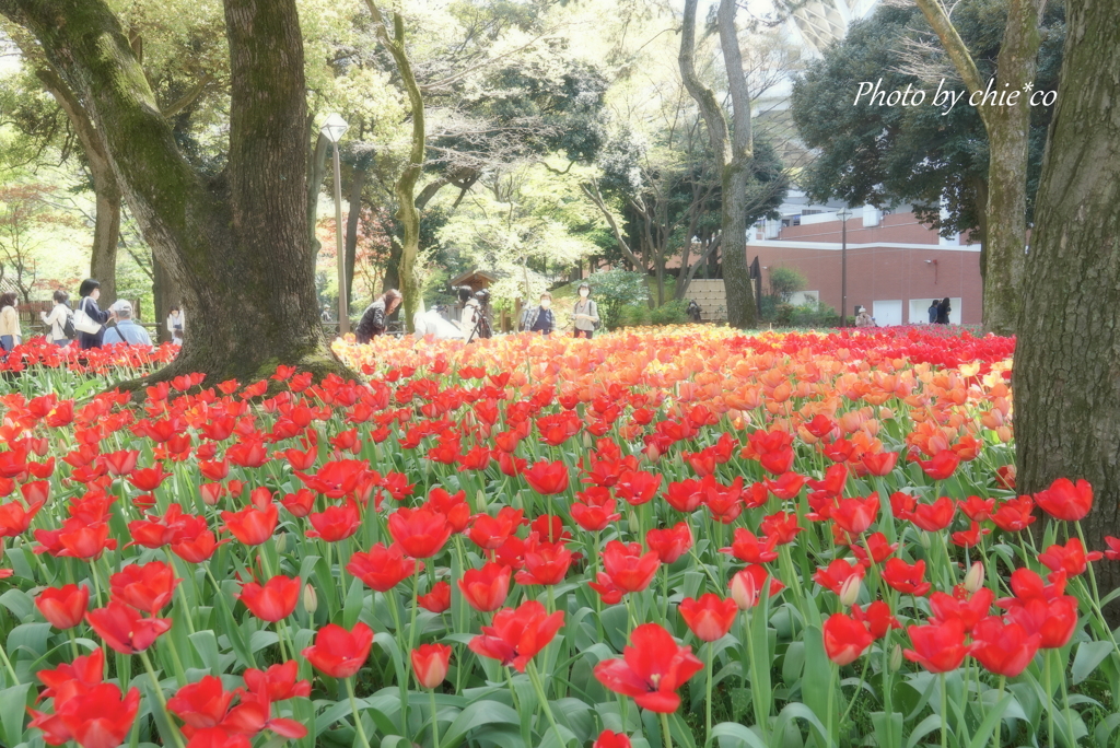 横浜公園-241