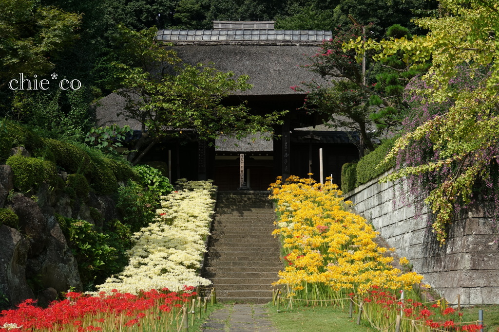 三色の彼岸花。。～西方寺～2