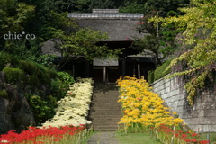 三色の彼岸花。。～西方寺～2