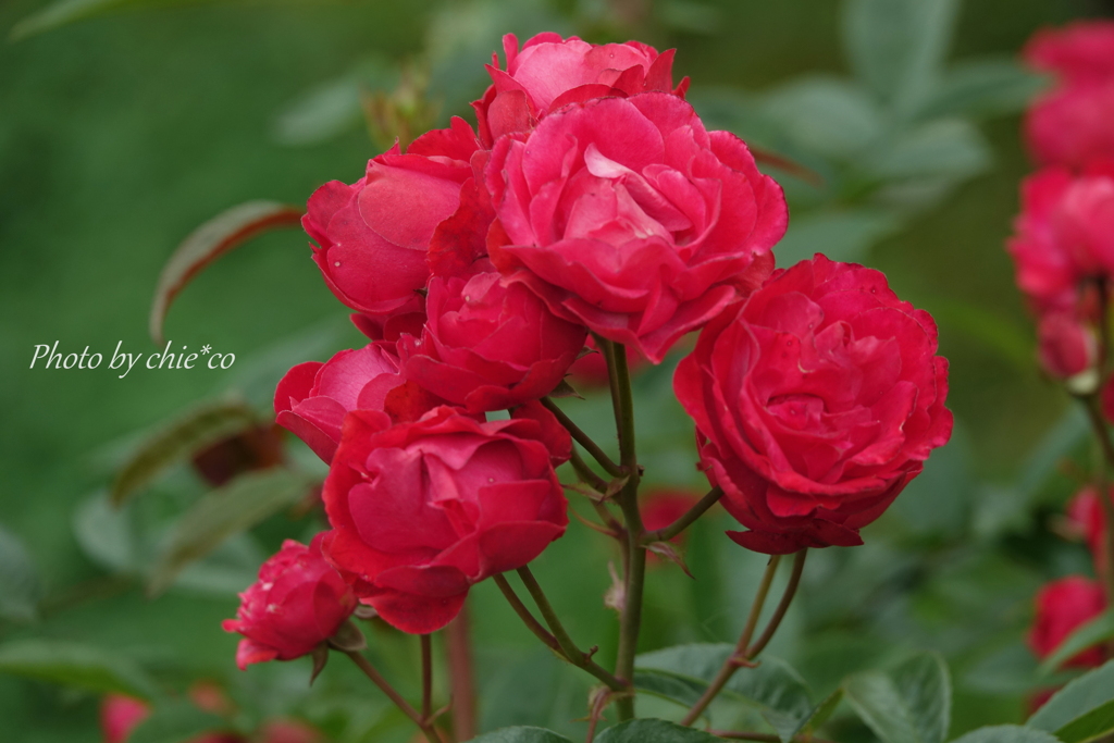 山下公園の薔薇たち・・-085