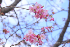 河津町-104