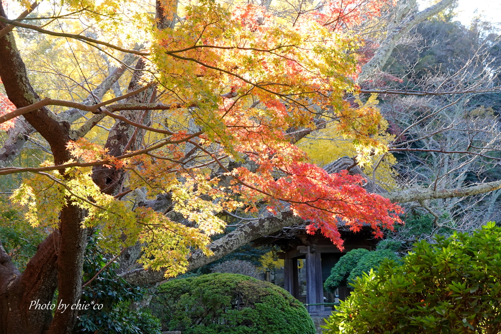 報国寺-015