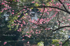 横浜公園-067