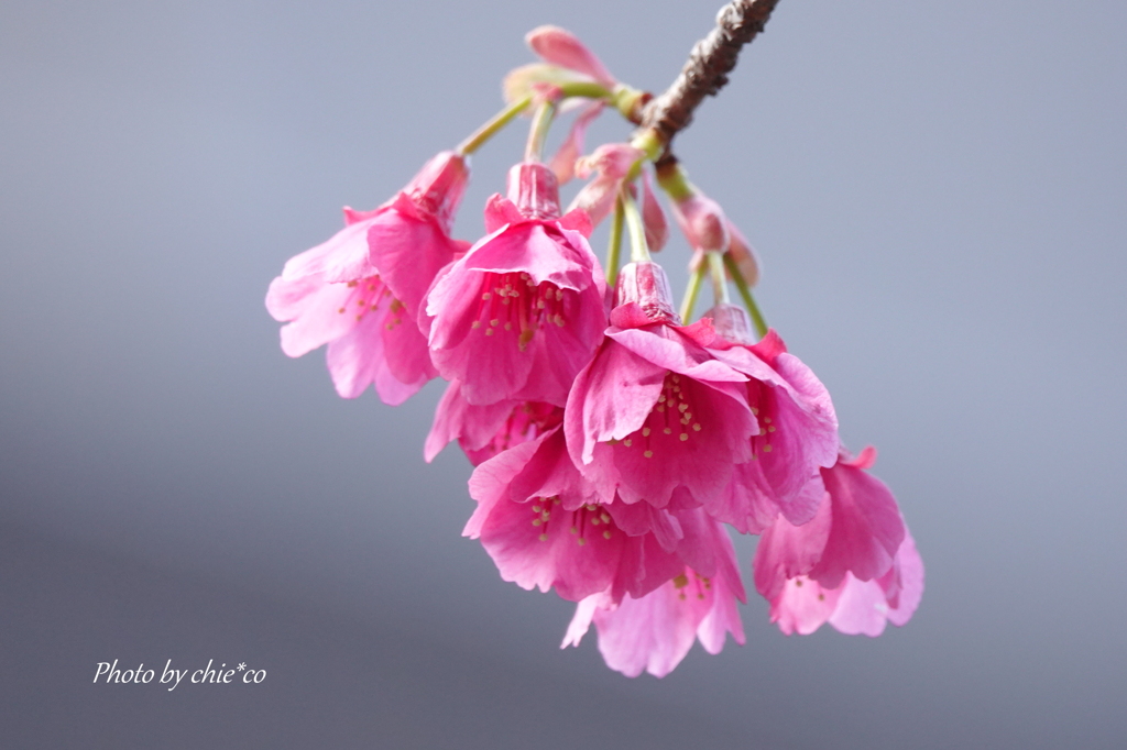 横浜関内の寒緋桜-011