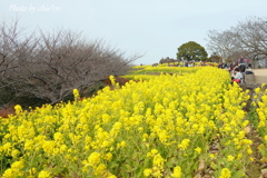 吾妻山公園-097