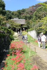 西方寺-164