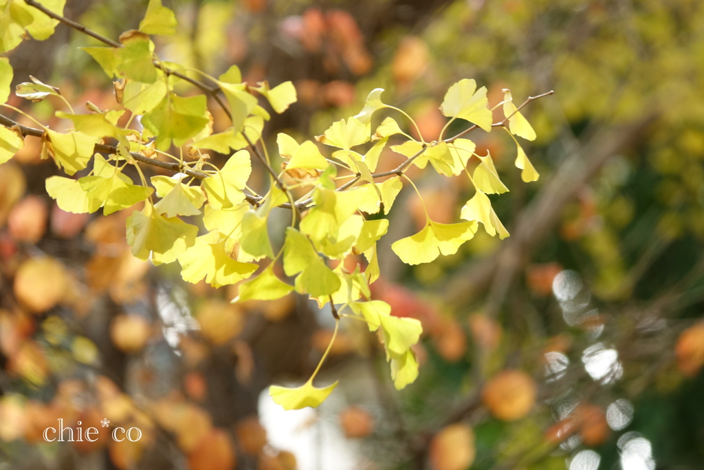 山手イタリア山庭園-243