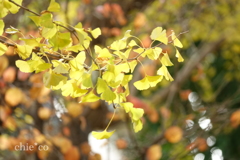 山手イタリア山庭園-243