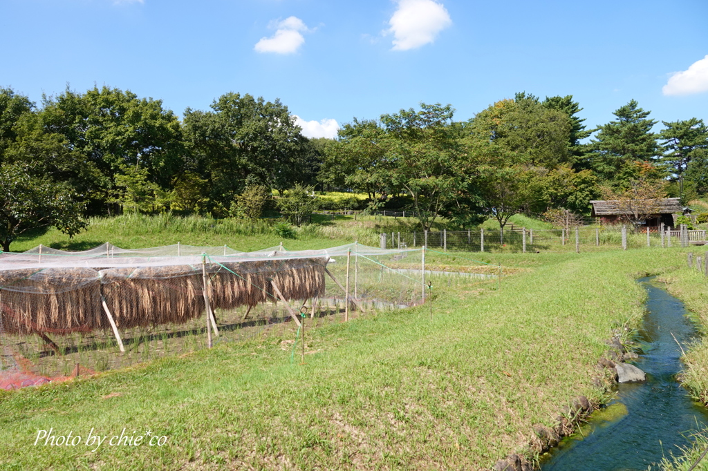 昭和記念公園-217