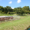 昭和記念公園-217