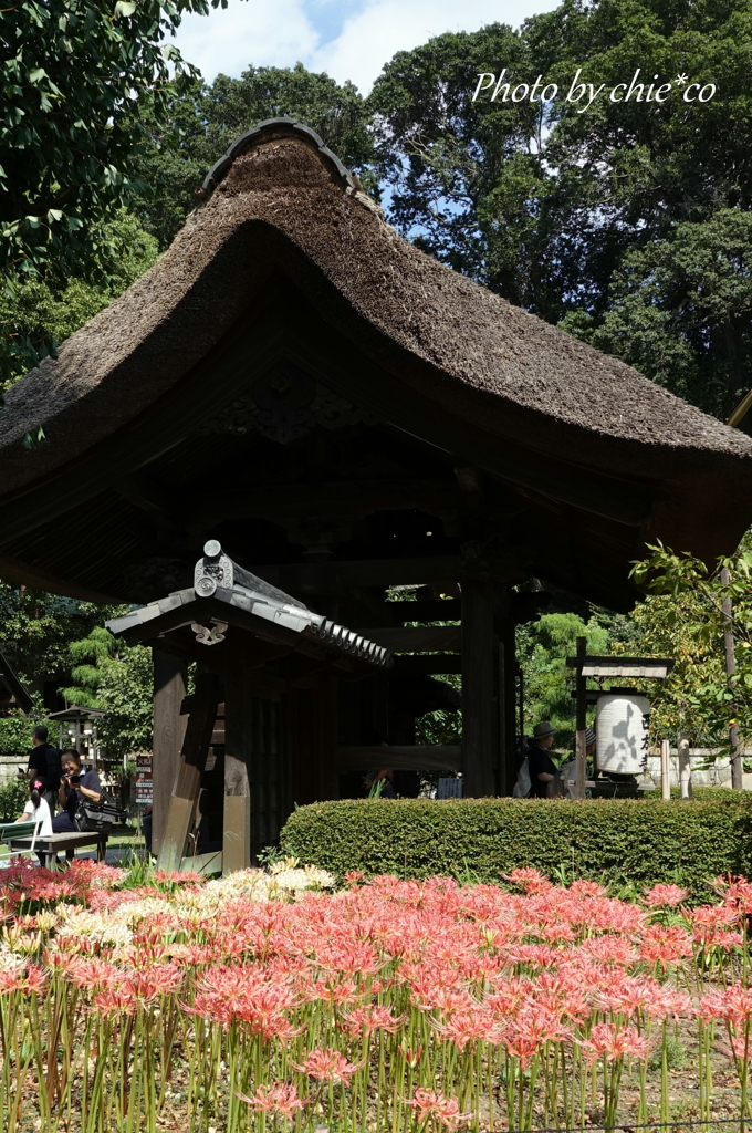 西方寺-188