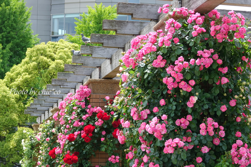 横浜 Rose Week-256