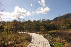 箱根湿生花園-256