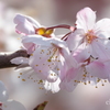 春めき桜-155