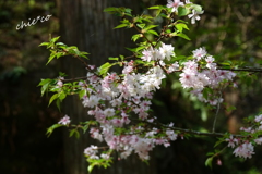 鎌倉-490