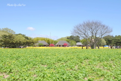 ひたち海浜公園-141