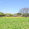 ひたち海浜公園-141