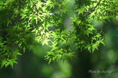鎌倉-304