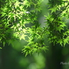 鎌倉-304