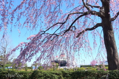山下公園-148