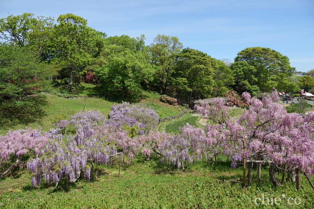 横須賀しょうぶ園-212