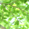 石川町～イタリア山庭園-227