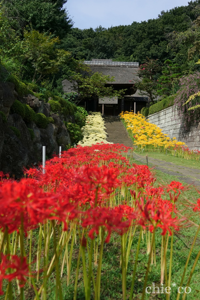 西方寺-270