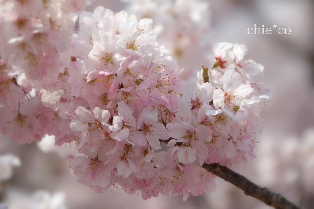 春めき桜-168