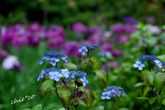 花菖蒲咲く東慶寺-013