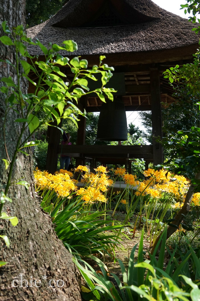 西方寺-237