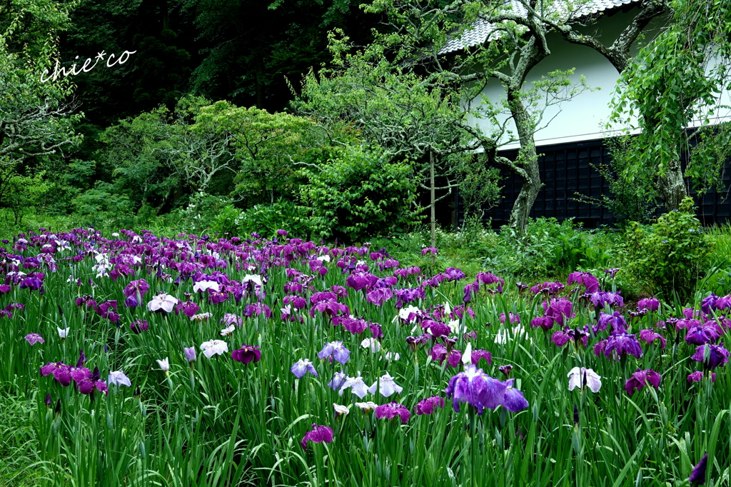 花菖蒲咲く東慶寺-003
