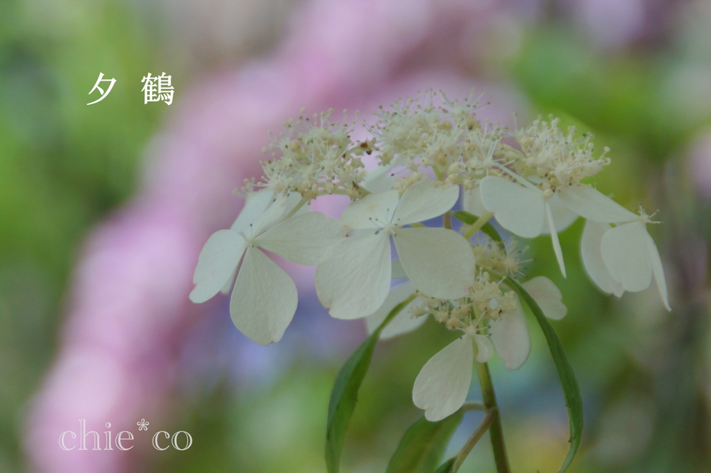 瀬戸神社～山あじさい-466