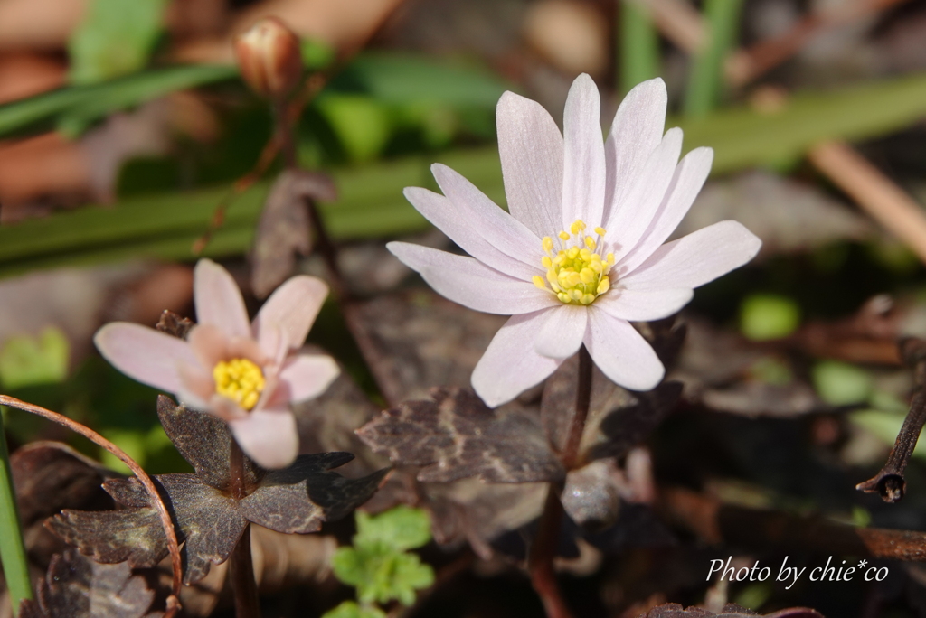 大船フラワーセンター-231