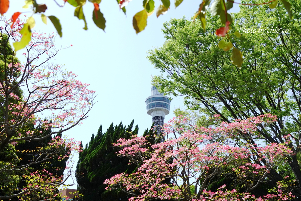 山下公園-128